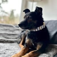 Dante, liebenswerter Rüde, 7 Jahre, Hund zur Adoption