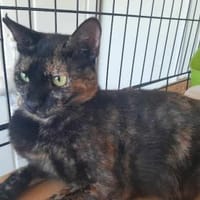 Spidey, neugierige Klettermeisterin, 2 Jahre, Katze zur Adoption