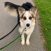 Yuna möchte endlich ankommen, Hündin zur Adoption