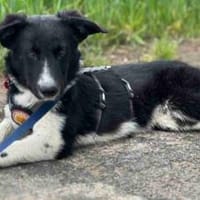 Körbchen gesucht für Kimba, Hund zur Adoption