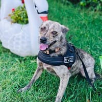 Hira sehr sanft und lieb, Hündin zur Adoption