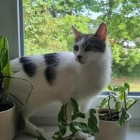 Atos sucht sein Für-Immer-Zuhause, Kater zur Adoption