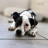 Wunderbare & zarte BERTA, Hündin zur Adoption