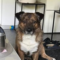 Sam sucht dringend ein neues Zuhause, Hund zur Adoption