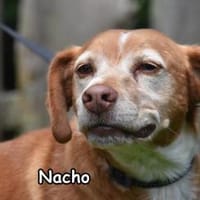 NACHO, Hund zur Adoption