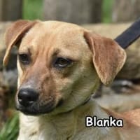 BLANKA, Hündin zur Adoption