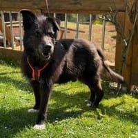 Drago - Hundeopi sucht Dich, Hund zur Adoption