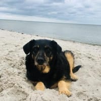 Delta - Frauenhund sucht Plätzchen, Hündin zur Adoption