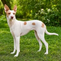Podencamädchen Chira sucht ihr Zuhause, Hündin zur Adoption