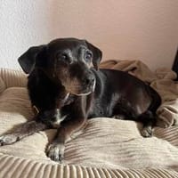 Small Ira, ruhige Hundeomi, ca. 16 Jahre, Hündin zur Adoption