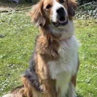 Iris, verschmuste Hündin, 8 Jahre, Hündin zur Adoption