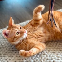 Portokaloulis, sozialer Rot-Tiger, ca. 5 Jahre, Kater zur Adoption