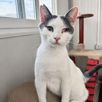 Orpheus, lebensfroher Kuschelkater, 10 Monate, Kater zur Adoption