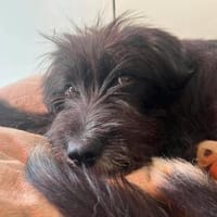 Unkomplizierter Welpe Miro kennt schon Kinder, Katzen Pferde, Hund zur Adoption