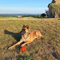Knox, Hund zur Adoption
