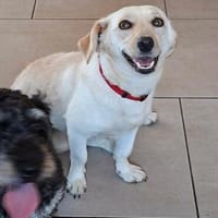 Nelly - super lieb und freundlich, Hündin zur Adoption