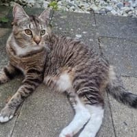 Zuhause gesucht  Eli sucht ein liebevolles Zuhause, Kater zur Adoption