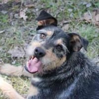 Lupo -Gute Laune Hund-, Hund zur Adoption