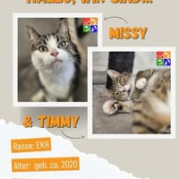 Missy u. Timmy, Kater zur Adoption