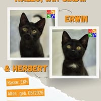 Erwin u. Herbert, Kater zur Adoption