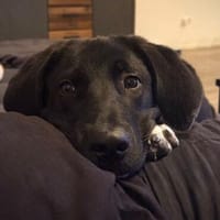 verschmuster und verspielter HUGO, Hund zur Adoption