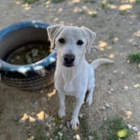 Denis - sensibler und neugieriger Rüde, Hund zur Adoption