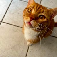 Roter Kater hat seinen Halter verloren, Kater zur Adoption