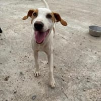 Pepper, Hund zur Adoption