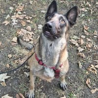 Luna  eine starke Seele sucht ihr Für-immer-Zuhause, Hündin zur Adoption
