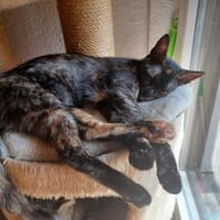 Koukou, besondere Glückskatze, ca. 10 Monate, Katze zur Adoption