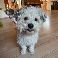 Bob, super freundlicher Bichon-Frisé Mischling, Hund zur Adoption