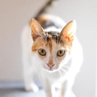 Electra, dreifarbige Glückskatze,ca.11 Monate, Katze zur Adoption