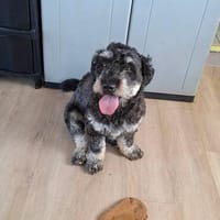Chaplin - ist sehr freundlich, Hund zur Adoption
