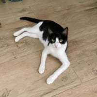 Gipsy, liebevolle Herzensbrecherin, ca. 9 Monate, Katze zur Adoption
