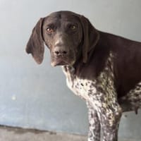 Leonore, Hündin zur Adoption