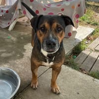Vagabond, chien à adopter