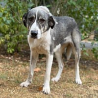 Maya CAA15800, chienne à adopter