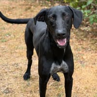 Scooby CAA15802, chien à adopter