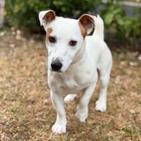 Diesel CAA15813, chien à adopter