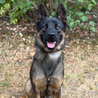 Max CAA15804, chien à adopter