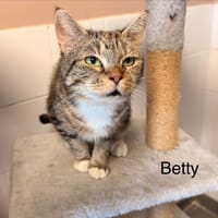 BETTY, chatte à adopter