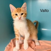 valto, chat à adopter