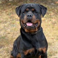 Nikita CAA15801, chienne à adopter