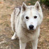 Naika CAA15814, chienne à adopter