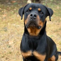 Azzuki CAA15808, chien à adopter