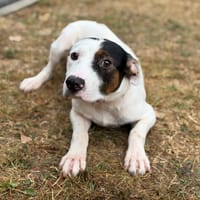 Gemini CAA15809, chien à adopter