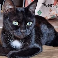Tweet, chatte à adopter