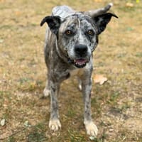 Gandja CAA15816, chienne à adopter