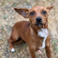 Dianne CAA15810, chienne à adopter
