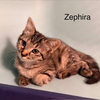 Zephira, chatte à adopter